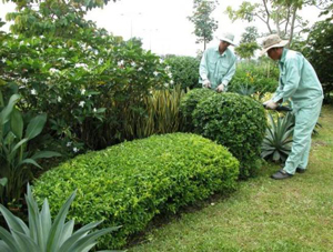 Dịch vụ cắt tỉa cỏ cây - Cây Xanh Miền Nam - Công Ty TNHH Vệ Sinh Cây Xanh Miền Nam